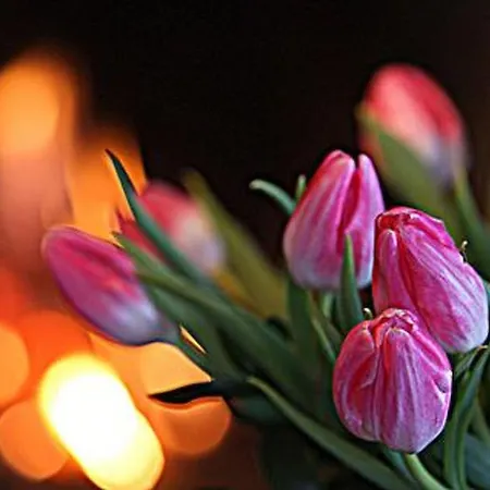 Divaanikivi By Interhome