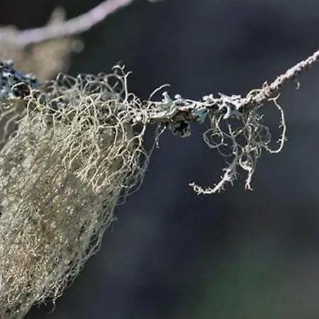 Hébergement de vacances Divaanikivi By Interhome *