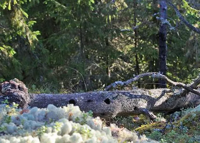 Tatil Evi Divaanikivi By Interhome Patiala