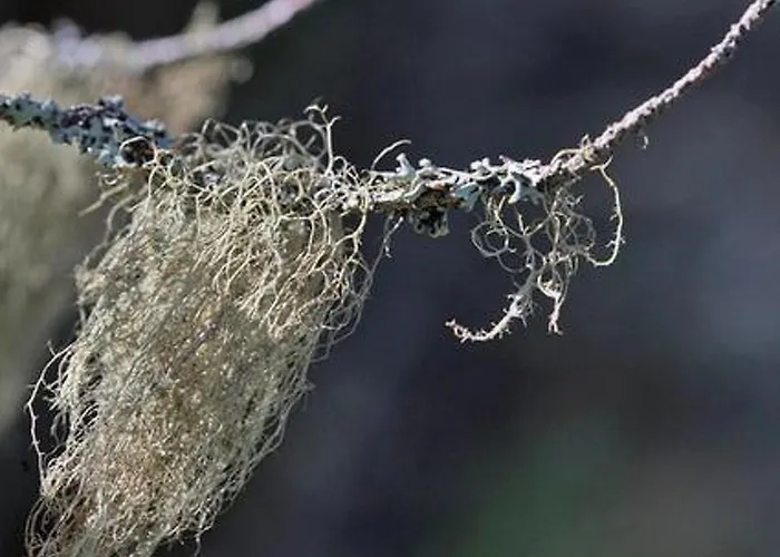 Tatil Evi Divaanikivi By Interhome Patiala